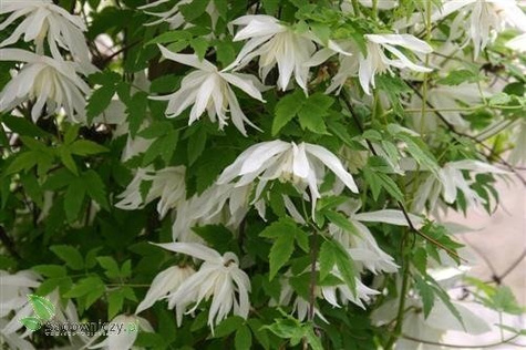 Powojnik Clematis botaniczny Albina Plena