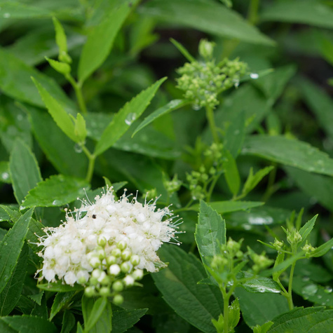 Tawuła japońska Albiflora (C2)