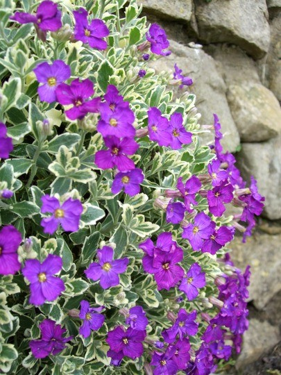 Żagwin ogrodowy Dr Mules Variegated