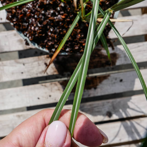 Miskant chiński Malepartus (C2)