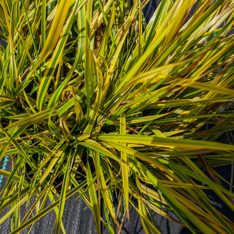 Wyczyniec łąkowy Aureovariegatus