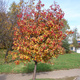 Jarząb szwedzki Jadalny Owoce Plant Pack