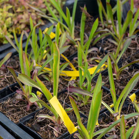 Dzielżan Hoopesa (C2)