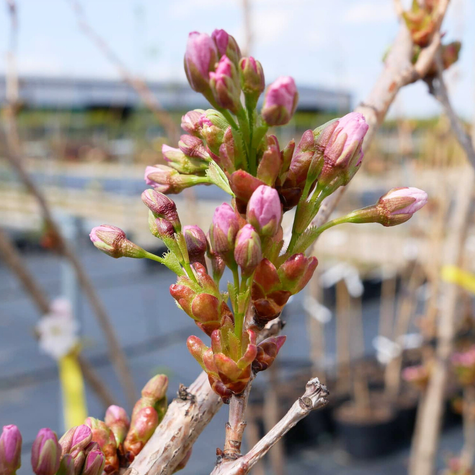 Wiśnia Piłkowana Amanogawa Kolumnowa