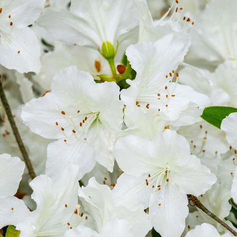 Azalia japońska biała Subtelna (C2)