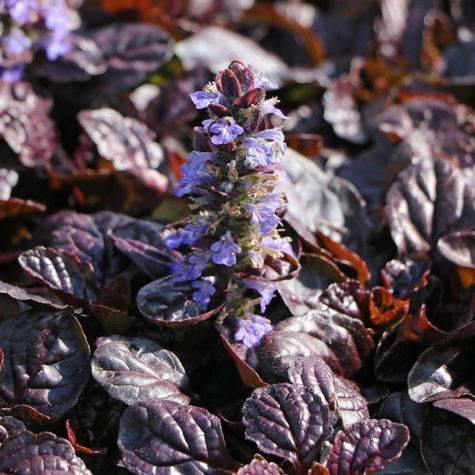 Zestaw Dąbrówka rozłogowa Atropurpurea 6 szt