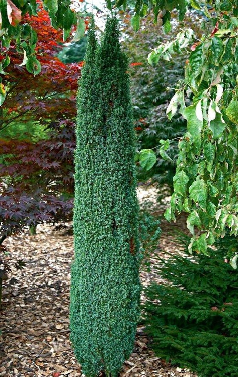 Jałowiec pospolity Suecica (C2)