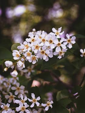 Czeremcha pospolita Colorata NP C3