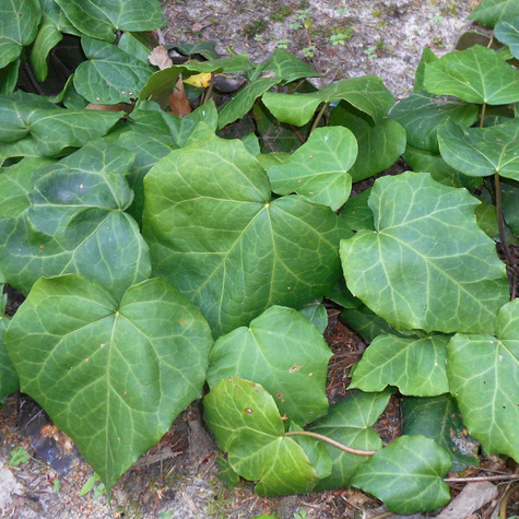 Bluszcz kolchidzki Dentata (C2)