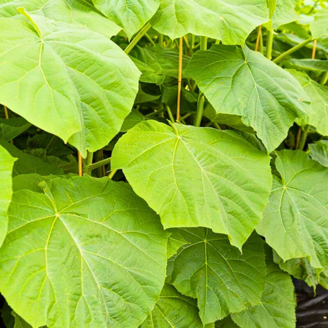 Paulownia Puszysta Cesarskie Drzewko Szczęścia (C2)