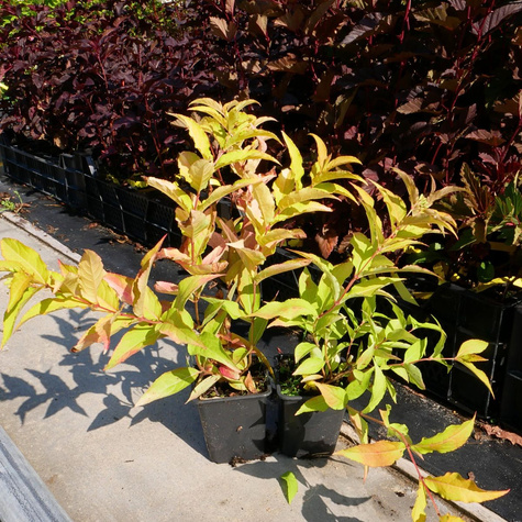 Zadrzewnia okazała Honeybee (P9)