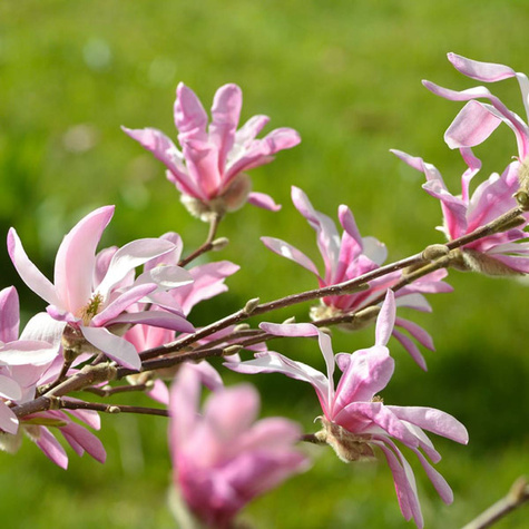 Magnolia Leonard Messel (C2)