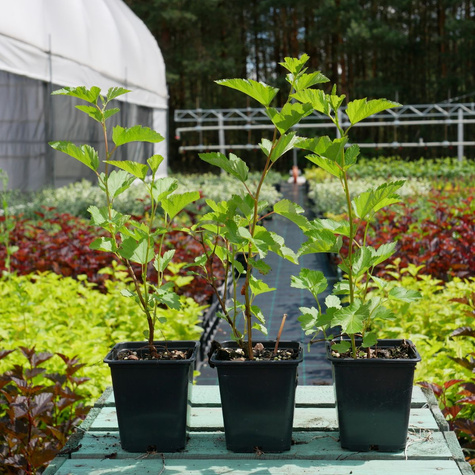 Pęcherznica główkowa Tilden Park (P9)