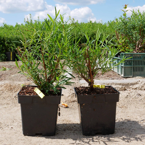 Dziurawiec Gemo (C2)