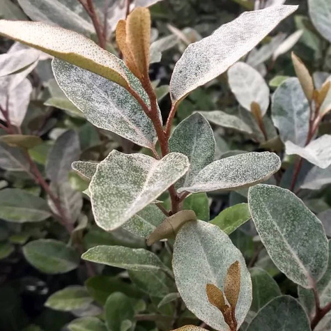 Oliwnik Ebbinga zimozielony (C2)