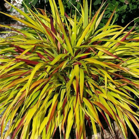 Hakonechloa smukła Beni Kaze (C2)