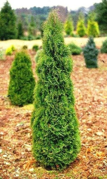 Thuja Tuja Żywotnik zachodni Holmstrup (C2)