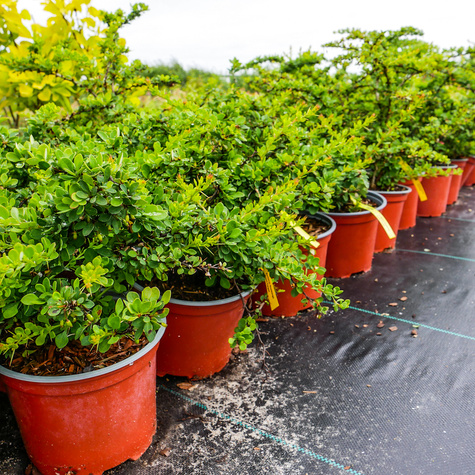 Berberys thunberga Green Carpet (P9)