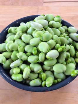 Bób BARTEK wczesny 50g