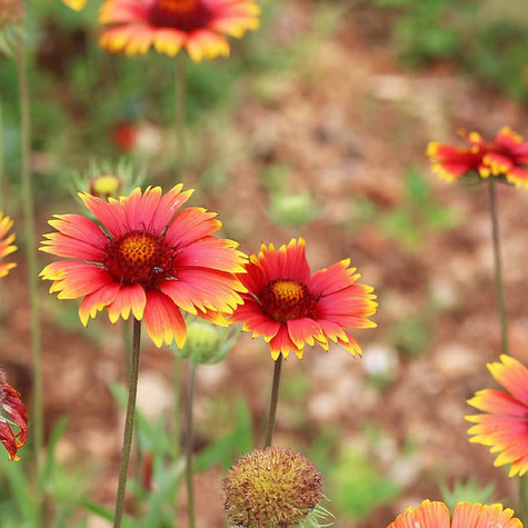 Gailardia oścista Dzianwa Burgunder (C2)