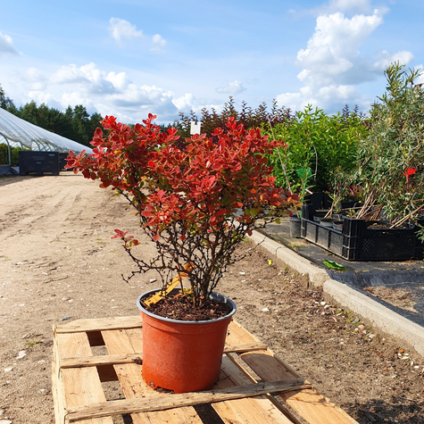 Berberys Thunberga Red Hot Chili (C2)