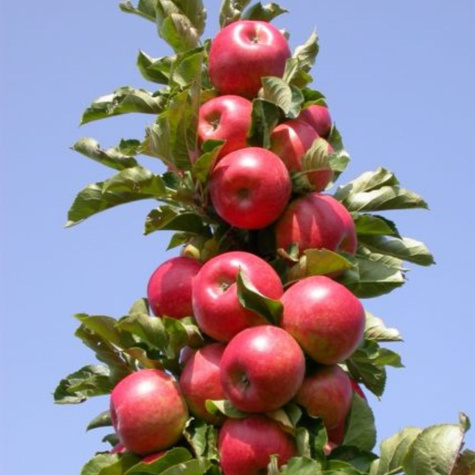 Duo Jabłoń Malinowa + Golden Delicious Plant Pack