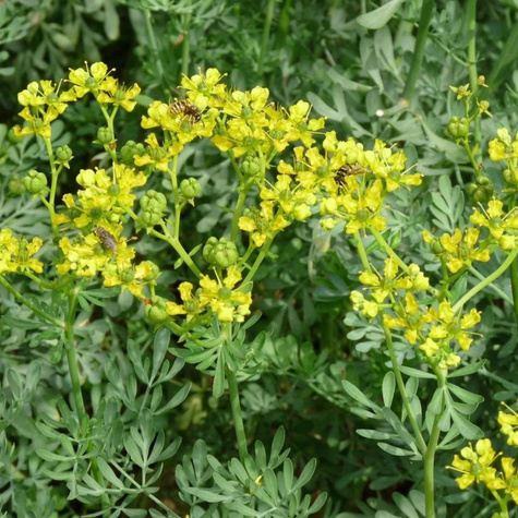 Ruta zwyczajna o wszechstronnym działaniu (C2)