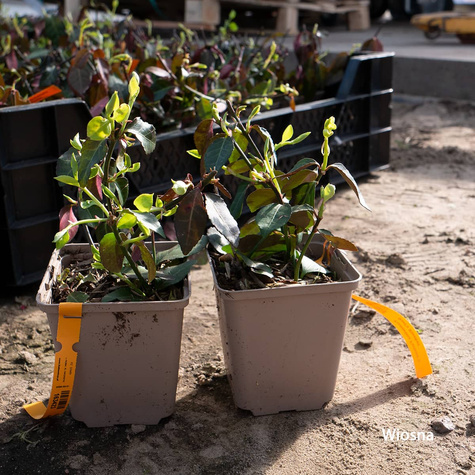 Trzmielina Fortune'a Dart's Blanket (C2)