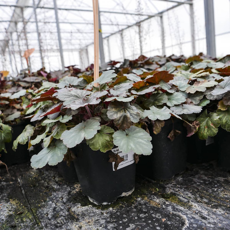 Żurawka ogrodowa Frosted Olive (C2)