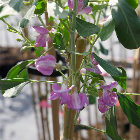 Słonisz srebrzysty Miododajny unikat szczepiony na pniu