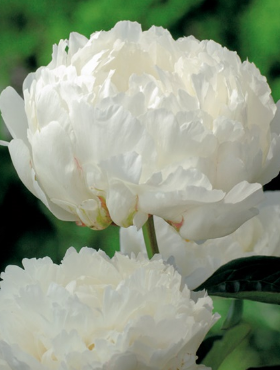 Piwonia chińska Gardenia (C2)
