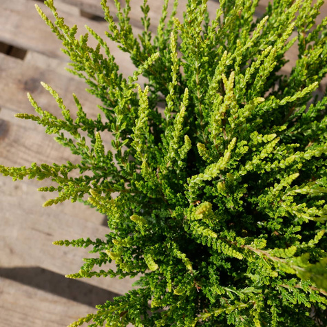 6 x Wrzos pospolity biały kwiat żółte liście sadzonki