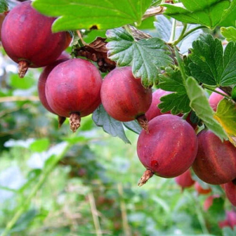 Agrest czerwony Kamieniar Plant Pack