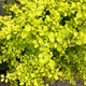 Berberys Thunberga Aurea (C2)