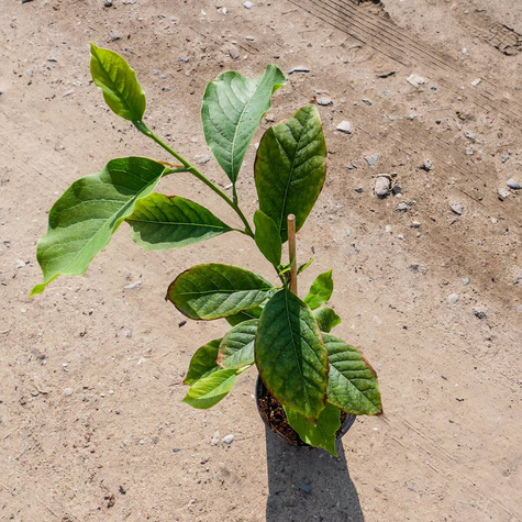 Magnolia Alba Superba (C2)