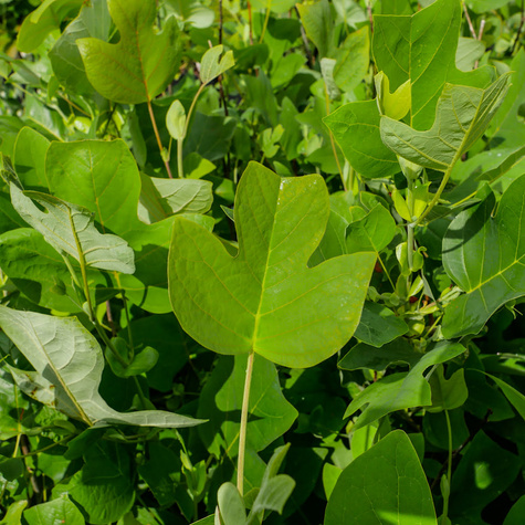 Tulipanowiec amerykański (C7)