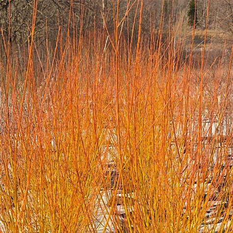 Wierzba Yellow Flame żółta kora (C2)