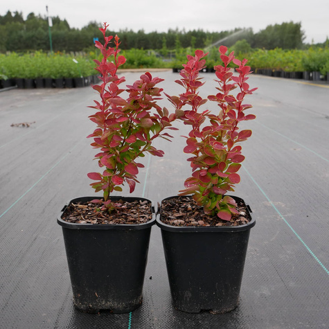 Berberys Thunberga Orange Sunrise (C1.7)