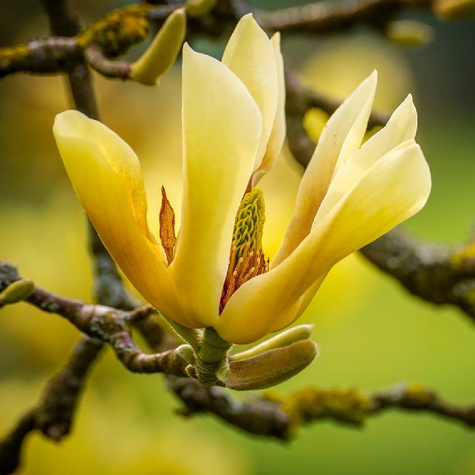 Magnolia żółta Yellow Lantern (C2)