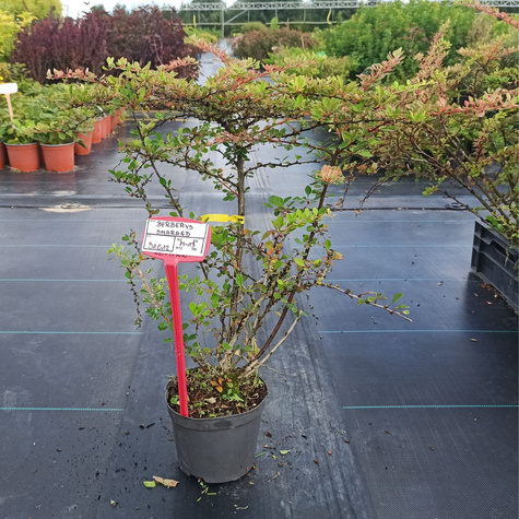 Berberys thunberga Smaragd