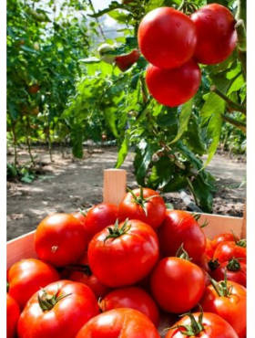 Pomidor szklarniowy Bekas Mieszaniec F1 0,2g