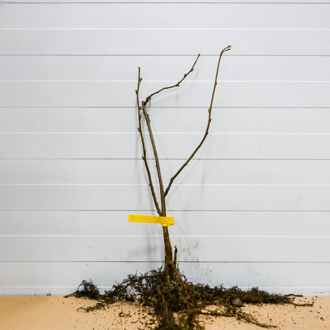 Orzech laskowy Leszczyna Webba Cenny DUŻE OWOCE Plant Pack