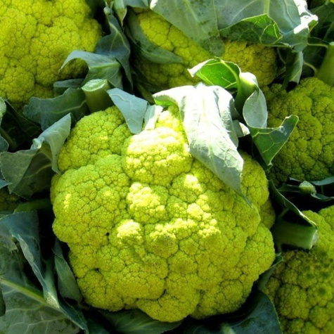 Kalafior średniopóźny Verde Werde di Cacerata 0,2g