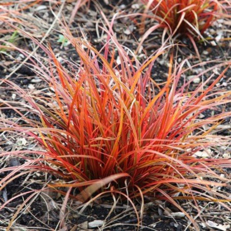 Uncinia czerwona Everflame (C2)