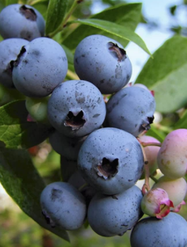 Borówka amerykańska Ozarkblue średnio późna