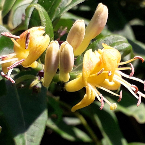 Wiciokrzew Zaostrzony (C2)