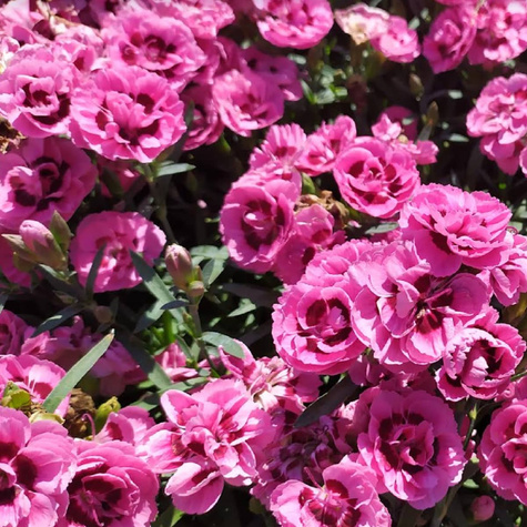 Goździk ogrodowy Pink Eyes (C2)