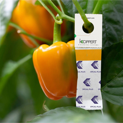 Dobroczynek kalifornijski Spical Plus 500 saszetek