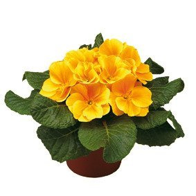 Prymulka Pierwiosnek żółta sadzonka w doniczce