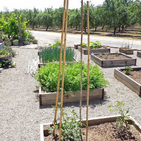 Tyczka bambusowa dł. 120cm, gr. 10-12 mm